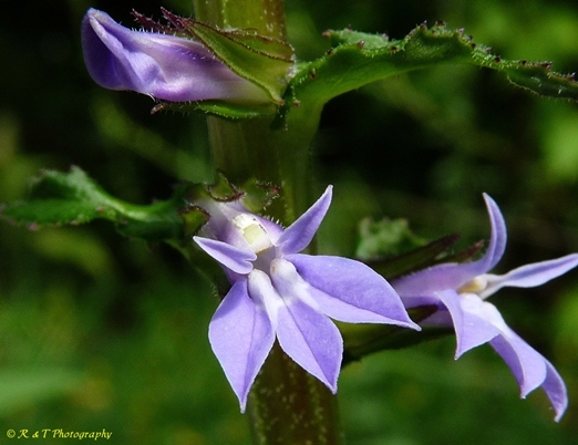 {Lobelia puberula}